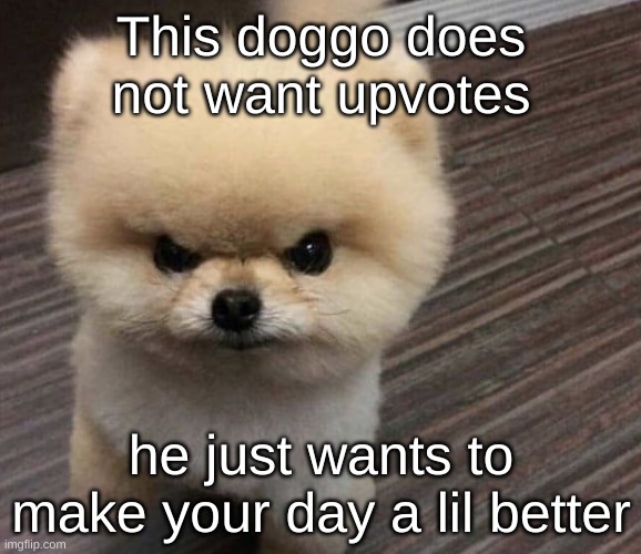 cute doggo :D | This doggo does not want upvotes; he just wants to make your day a lil better | image tagged in doggo,very very poggers,wait you are actually reading these tags | made w/ Imgflip meme maker