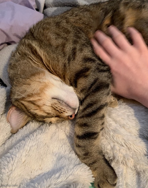 shes purring rn | made w/ Imgflip meme maker