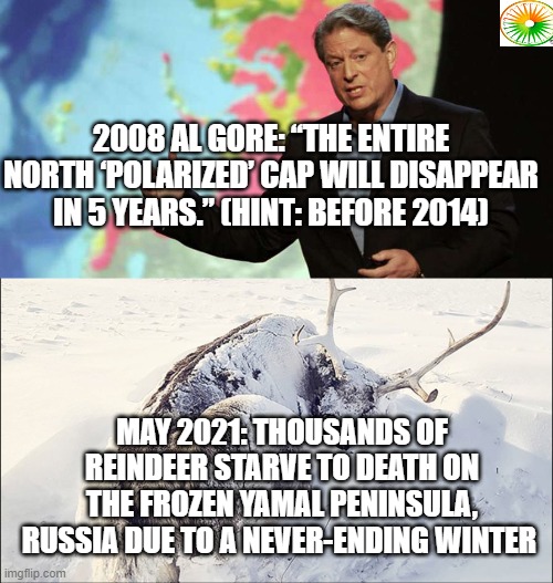 politics | 2008 AL GORE: “THE ENTIRE NORTH ‘POLARIZED’ CAP WILL DISAPPEAR IN 5 YEARS.” (HINT: BEFORE 2014); MAY 2021: THOUSANDS OF REINDEER STARVE TO DEATH ON THE FROZEN YAMAL PENINSULA, RUSSIA DUE TO A NEVER-ENDING WINTER | image tagged in political meme | made w/ Imgflip meme maker