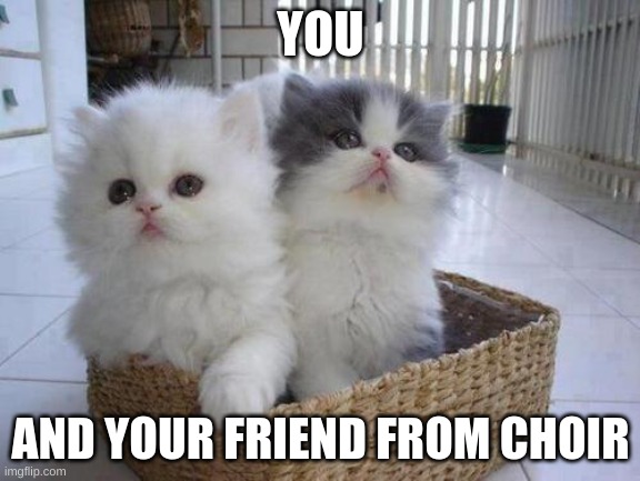 Kittens in a Basket | YOU; AND YOUR FRIEND FROM CHOIR | image tagged in kittens in a basket | made w/ Imgflip meme maker