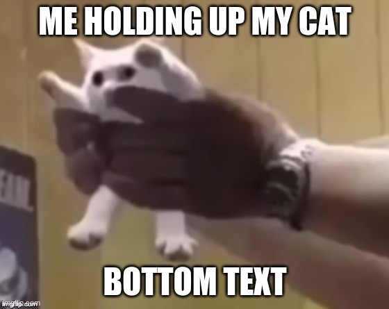 shortcat | ME HOLDING UP MY CAT; BOTTOM TEXT | image tagged in shortness | made w/ Imgflip meme maker