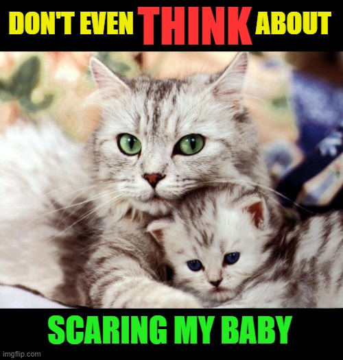 I will read your mind | THINK; DON'T EVEN                        ABOUT; SCARING MY BABY | image tagged in cats,kittens,cute,mama,look out | made w/ Imgflip meme maker