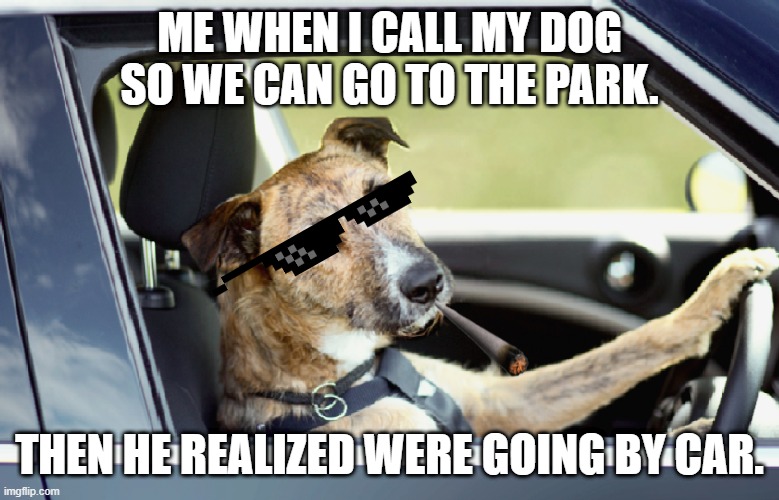 Car Dog. | ME WHEN I CALL MY DOG SO WE CAN GO TO THE PARK. THEN HE REALIZED WERE GOING BY CAR. | image tagged in car,lmg | made w/ Imgflip meme maker