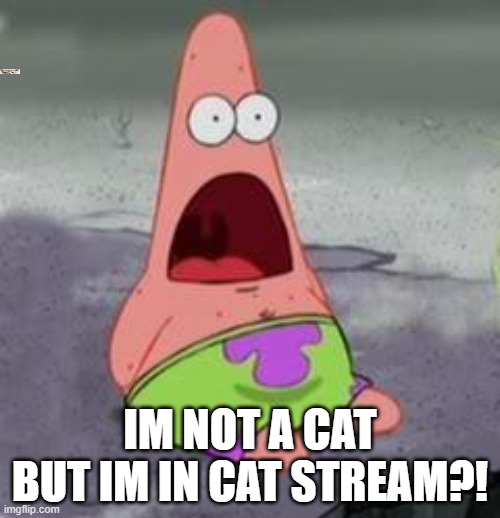 wut | IM NOT A CAT BUT IM IN CAT STREAM?! | image tagged in suprised patrick | made w/ Imgflip meme maker