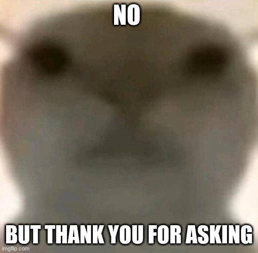 brainless cat 2.0 | NO BUT THANK YOU FOR ASKING | image tagged in brainless cat 2 0 | made w/ Imgflip meme maker
