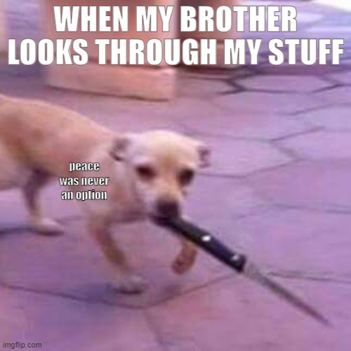 peace was never an option | WHEN MY BROTHER LOOKS THROUGH MY STUFF; peace was never an option | image tagged in doggo | made w/ Imgflip meme maker