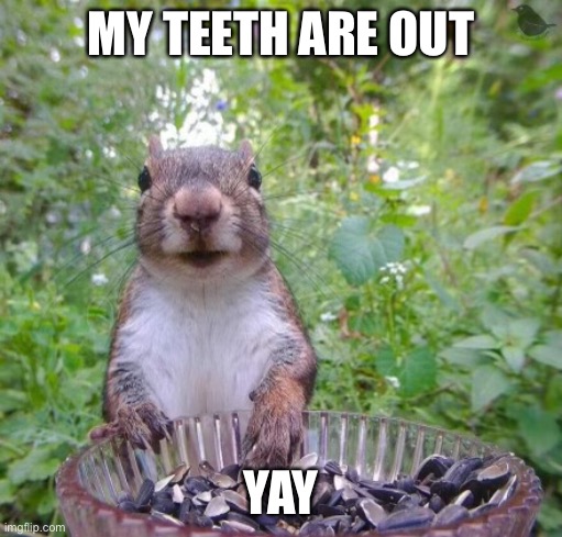 The pain is done (for now) | MY TEETH ARE OUT; YAY | image tagged in walter squirrel | made w/ Imgflip meme maker