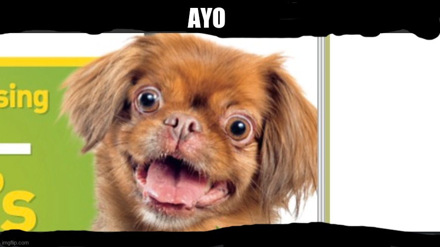 ayo | AYO | image tagged in dog,crazy dog | made w/ Imgflip meme maker