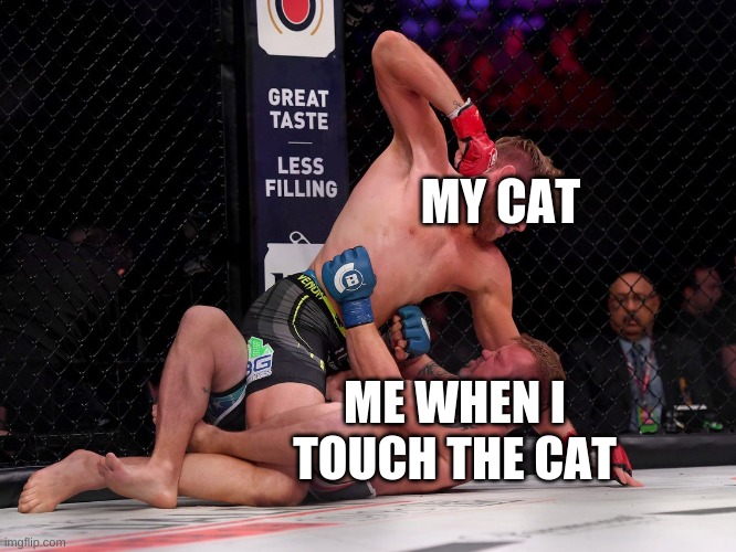 It happens every time | MY CAT; ME WHEN I TOUCH THE CAT | image tagged in boxing,memes,funy,cat attacking | made w/ Imgflip meme maker