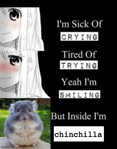 chinchilla | chinchilla | image tagged in i'm sick of crying | made w/ Imgflip meme maker