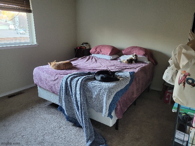 All the kitties | image tagged in cattos,chonk loaf and chaos bean | made w/ Imgflip meme maker