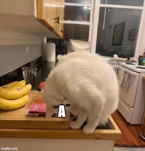 White Cat Looking Upside Down | A | image tagged in white cat looking upside down | made w/ Imgflip meme maker