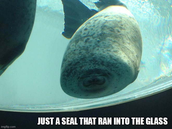 the seal is broken | image tagged in seal,funny | made w/ Imgflip meme maker