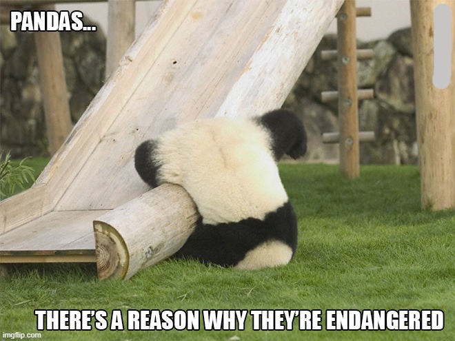 pandas are clumsy | image tagged in pandas,funny | made w/ Imgflip meme maker