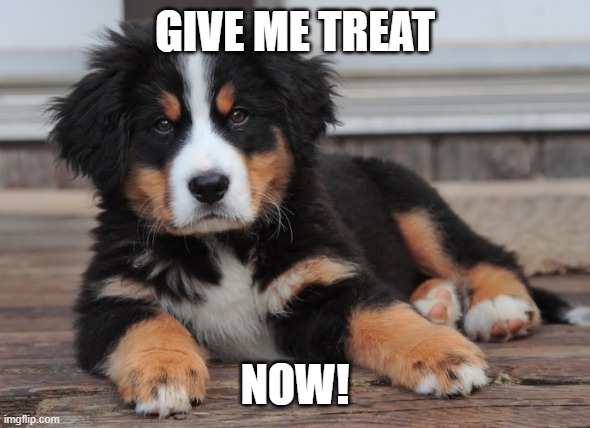 dog wut | GIVE ME TREAT; NOW! | image tagged in dog wut | made w/ Imgflip meme maker