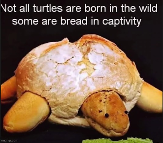 Some are also found in ther nets | image tagged in turtle | made w/ Imgflip meme maker