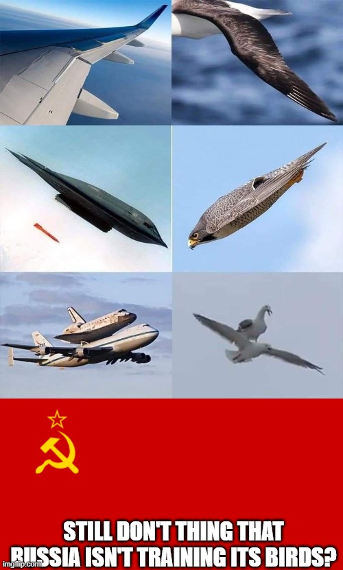 Comrade Duck | STILL DON'T THING THAT RUSSIA ISN'T TRAINING ITS BIRDS? | image tagged in ussr flag,duck,fun,meme,russia | made w/ Imgflip meme maker
