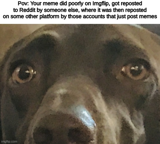 Hasn't happened to me | Pov: Your meme did poorly on Imgflip, got reposted to Reddit by someone else, where it was then reposted on some other platform by those accounts that just post memes | image tagged in dog sad | made w/ Imgflip meme maker