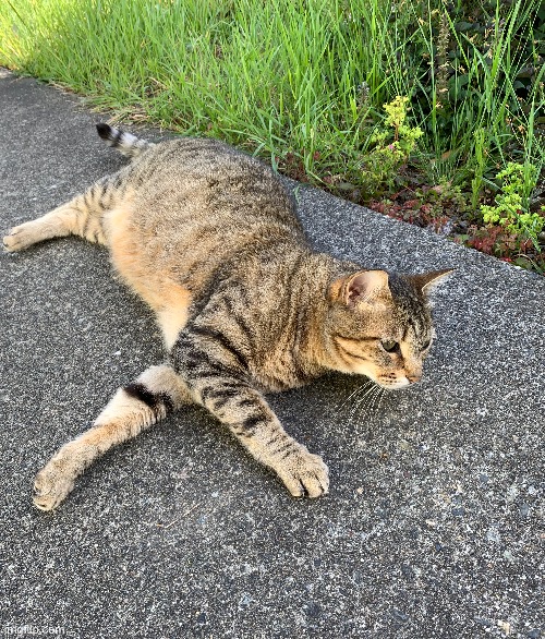 pretty kitty | made w/ Imgflip meme maker