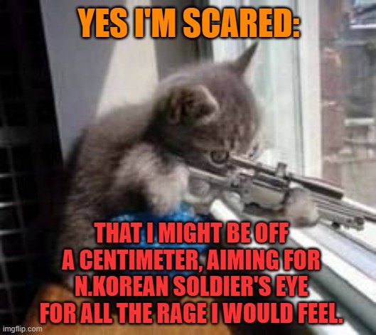 Sniper Cat | YES I'M SCARED:; THAT I MIGHT BE OFF A CENTIMETER, AIMING FOR N.KOREAN SOLDIER'S EYE FOR ALL THE RAGE I WOULD FEEL. | image tagged in sniper cat | made w/ Imgflip meme maker