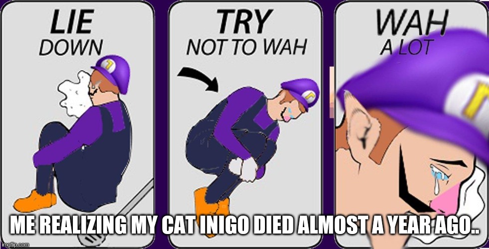 i miss him... | ME REALIZING MY CAT INIGO DIED ALMOST A YEAR AGO.. | image tagged in wah a lot | made w/ Imgflip meme maker