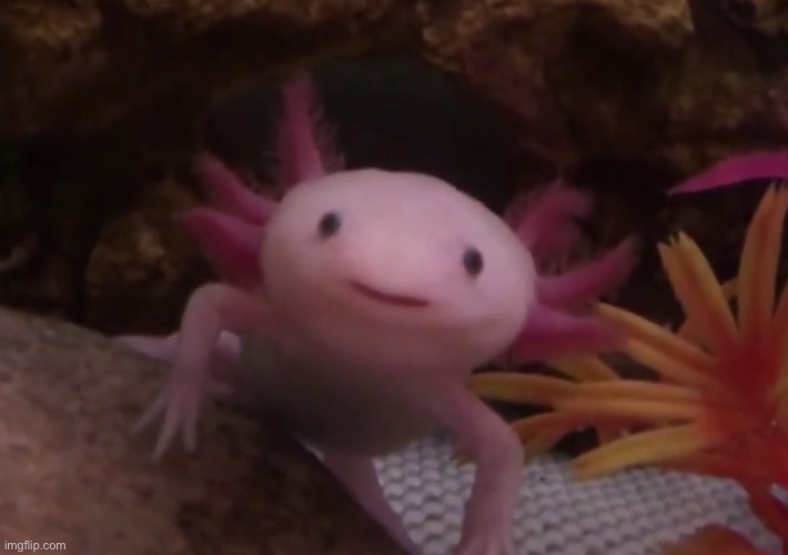 THE SMILE- | made w/ Imgflip meme maker