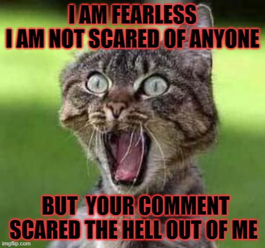 scared cat | I AM FEARLESS
I AM NOT SCARED OF ANYONE; BUT  YOUR COMMENT
SCARED THE HELL OUT OF ME | image tagged in scared cat | made w/ Imgflip meme maker
