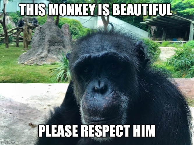 A nice monke | THIS MONKEY IS BEAUTIFUL; PLEASE RESPECT HIM | image tagged in monkey,meme | made w/ Imgflip meme maker