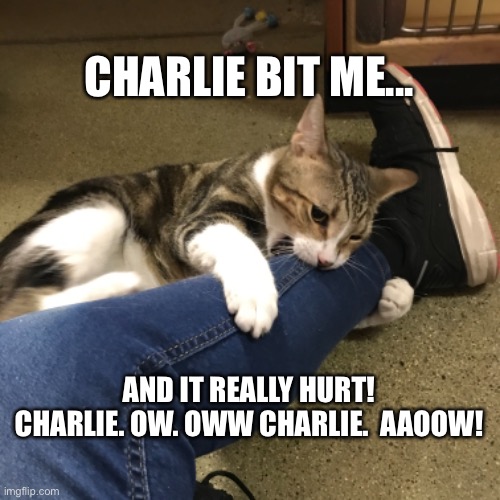 Charlie Bit Me | CHARLIE BIT ME... AND IT REALLY HURT!
CHARLIE. OW. OWW CHARLIE.  AAOOW! | image tagged in funny cats,cute cats,big cats,funny cat memes,lolcats,cat memes | made w/ Imgflip meme maker