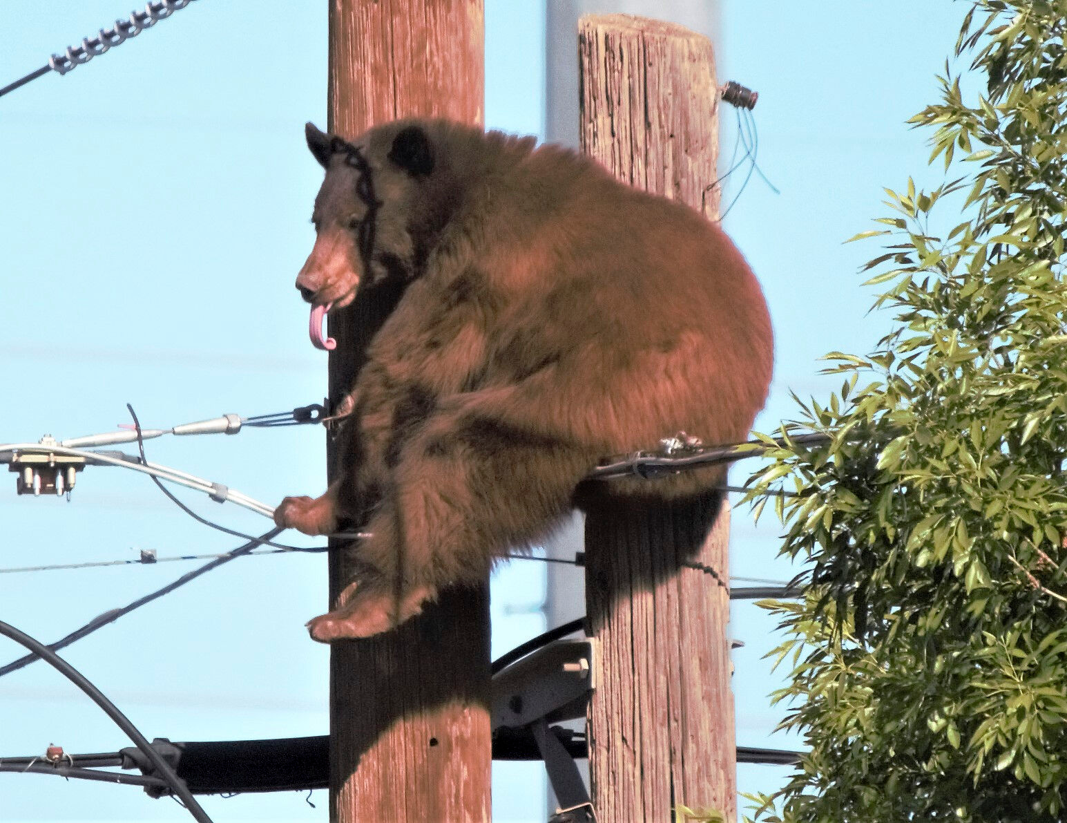 Bear on wire Blank Meme Template