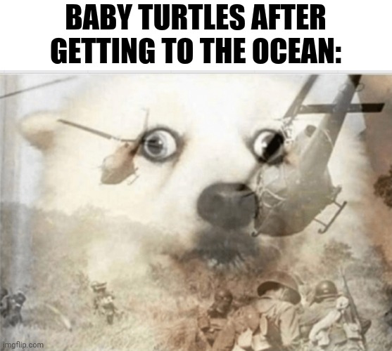 PTSD dog | BABY TURTLES AFTER GETTING TO THE OCEAN: | image tagged in ptsd dog | made w/ Imgflip meme maker