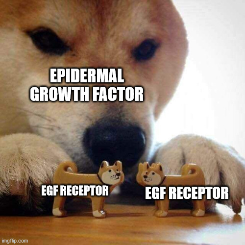 Epidermal Growth Factor | EPIDERMAL GROWTH FACTOR; EGF RECEPTOR; EGF RECEPTOR | image tagged in dog now kiss | made w/ Imgflip meme maker