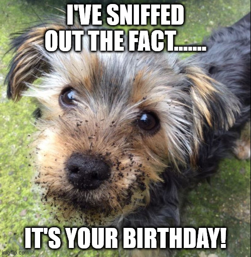 Birthday | I'VE SNIFFED OUT THE FACT....... IT'S YOUR BIRTHDAY! | image tagged in funny dogs | made w/ Imgflip meme maker