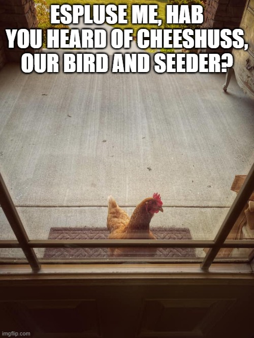 espluse me | ESPLUSE ME, HAB YOU HEARD OF CHEESHUSS, OUR BIRD AND SEEDER? | image tagged in religion,funny,chicken | made w/ Imgflip meme maker