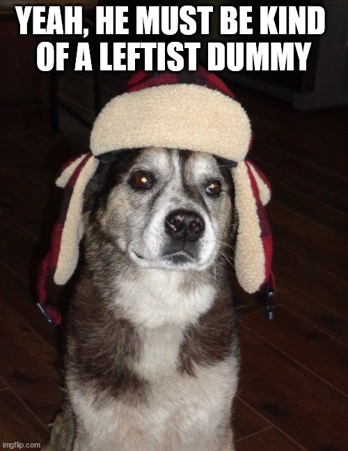 hunting dog | YEAH, HE MUST BE KIND 
OF A LEFTIST DUMMY | image tagged in hunting dog | made w/ Imgflip meme maker