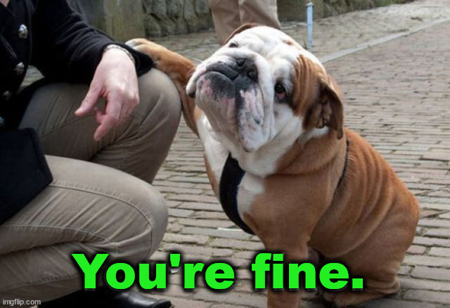 You're fine. | image tagged in dogs | made w/ Imgflip meme maker