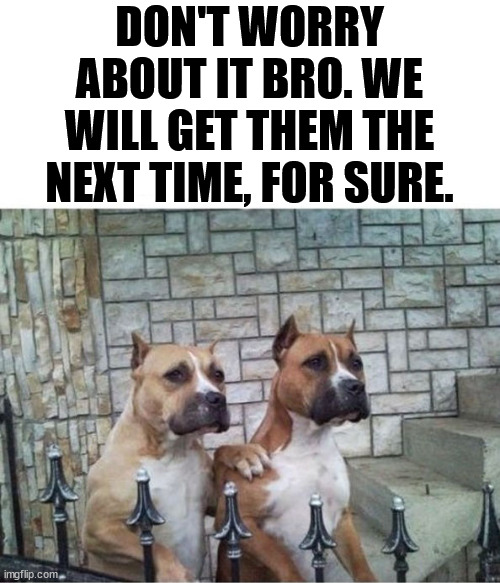 DON'T WORRY ABOUT IT BRO. WE WILL GET THEM THE NEXT TIME, FOR SURE. | image tagged in dogs | made w/ Imgflip meme maker
