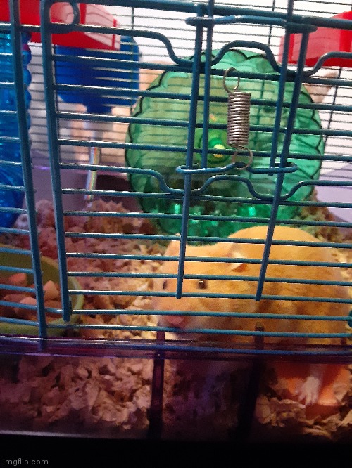 Our little orange baby is gone. We opted to put her to sleep because she likely had cancer, was old and we didn't want her to su | image tagged in i love you maple | made w/ Imgflip meme maker