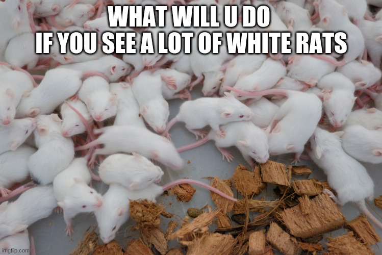 WHAT WILL U DO 
IF YOU SEE A LOT OF WHITE RATS | made w/ Imgflip meme maker
