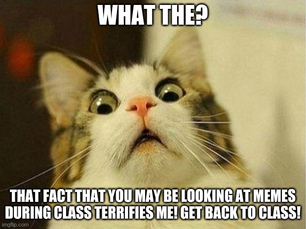 go back to class!!!!! | WHAT THE? THAT FACT THAT YOU MAY BE LOOKING AT MEMES DURING CLASS TERRIFIES ME! GET BACK TO CLASS! | image tagged in memes,scared cat,school,class,cat | made w/ Imgflip meme maker