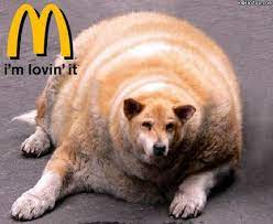 High Quality FAT DOGE Blank Meme Template