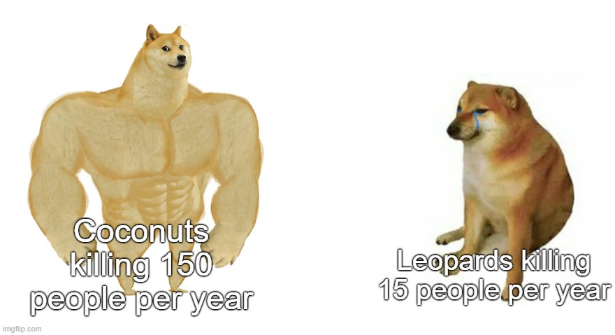 Coconuts are op ngl | Coconuts killing 150 people per year; Leopards killing 15 people per year | image tagged in buff doge vs crying cheems | made w/ Imgflip meme maker
