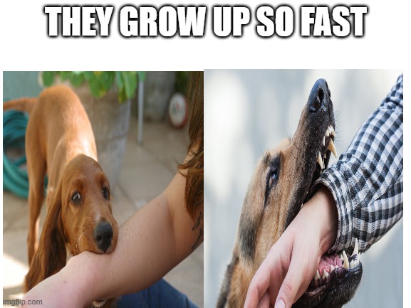 They grow so fast | THEY GROW UP SO FAST | image tagged in blank white template | made w/ Imgflip meme maker