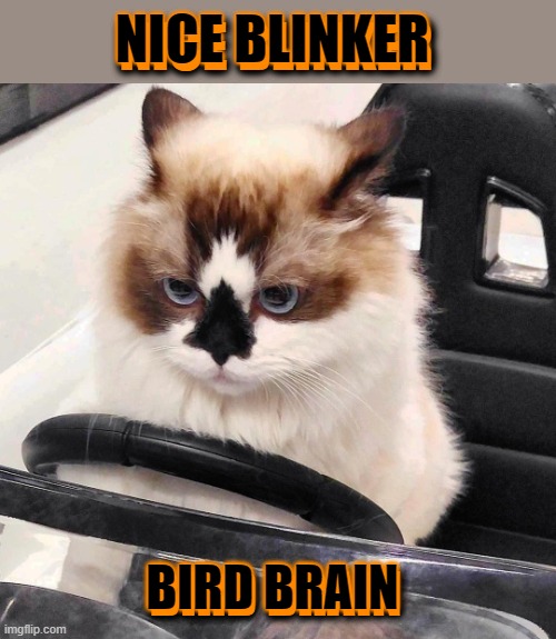 Different than driving the invisible boatmobile | NICE BLINKER; NICE BLINKER; BIRD BRAIN; BIRD BRAIN | image tagged in cat driving,cats,irritated,driving | made w/ Imgflip meme maker