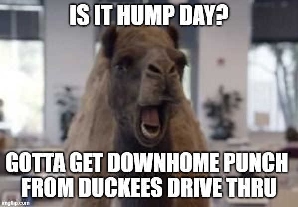 Hump Day Camel | IS IT HUMP DAY? GOTTA GET DOWNHOME PUNCH 
FROM DUCKEES DRIVE THRU | image tagged in hump day camel | made w/ Imgflip meme maker