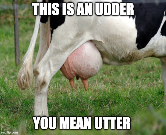 UDDER | THIS IS AN UDDER YOU MEAN UTTER | image tagged in udder | made w/ Imgflip meme maker