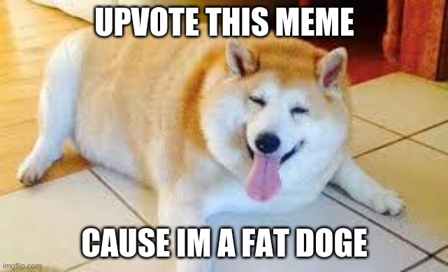 Thicc Doggo | UPVOTE THIS MEME CAUSE IM A FAT DOGE | image tagged in thicc doggo | made w/ Imgflip meme maker