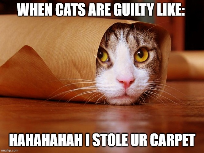 WHEN CATS ARE GUILTY LIKE:; HAHAHAHAH I STOLE UR CARPET | image tagged in guilty cat | made w/ Imgflip meme maker
