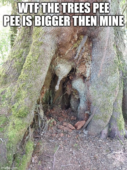 Tree Pee Pee | WTF THE TREES PEE PEE IS BIGGER THEN MINE | image tagged in memes | made w/ Imgflip meme maker