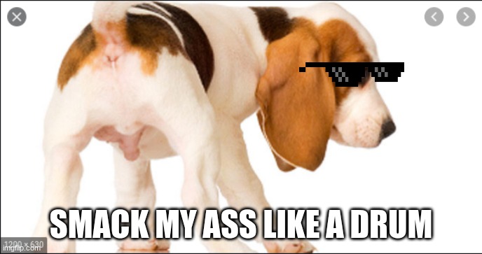 dogs be like | SMACK MY ASS LIKE A DRUM | image tagged in new drums | made w/ Imgflip meme maker